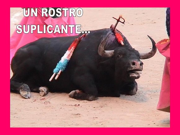 UN TORO PIDE CLEMENCIA