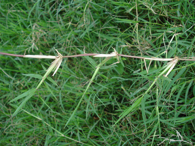 SEMILLA ESTRELLA AFRICANA PASTO