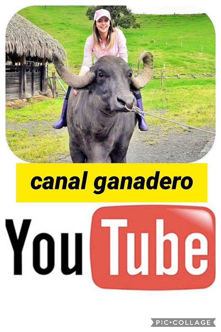 CANAL GANADERO
