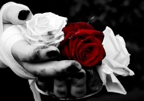 rosas