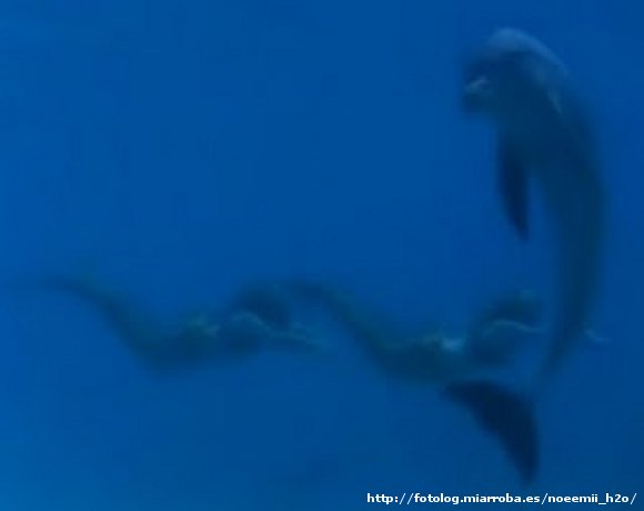 Las chicas nadando con el delfín