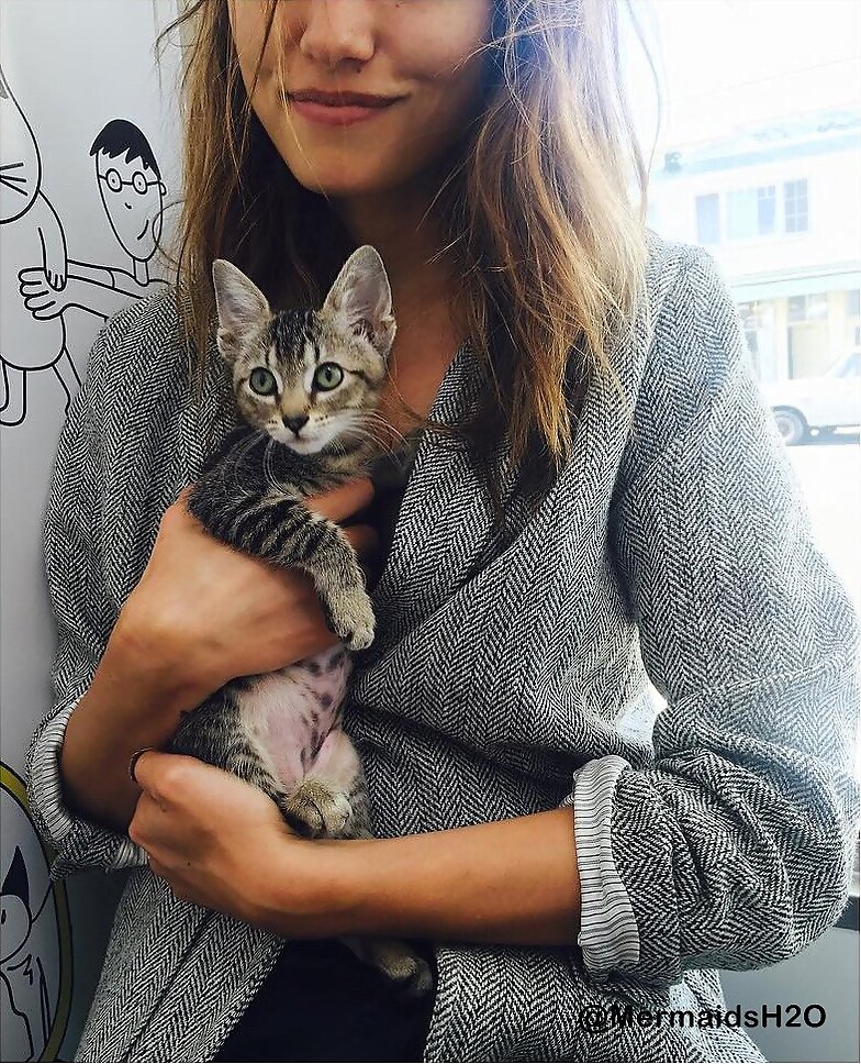Phoebe Tonkin apoyando a adoptar gatitos
