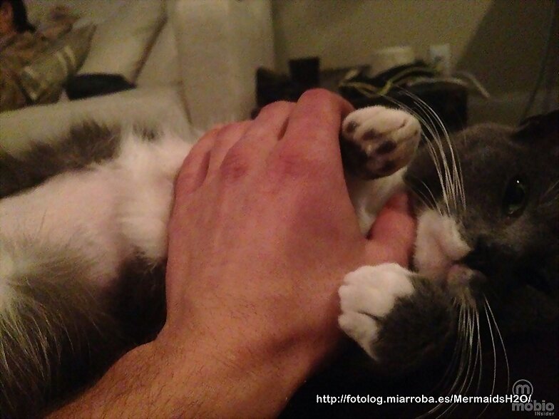 Phoebe Tonkin con su Gato y de su novio Paul