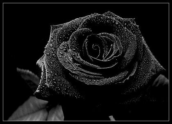 the black roses