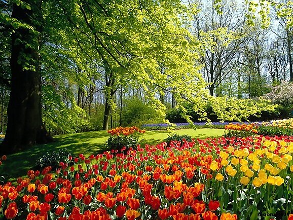 Un precioso jardín de tulipanes.