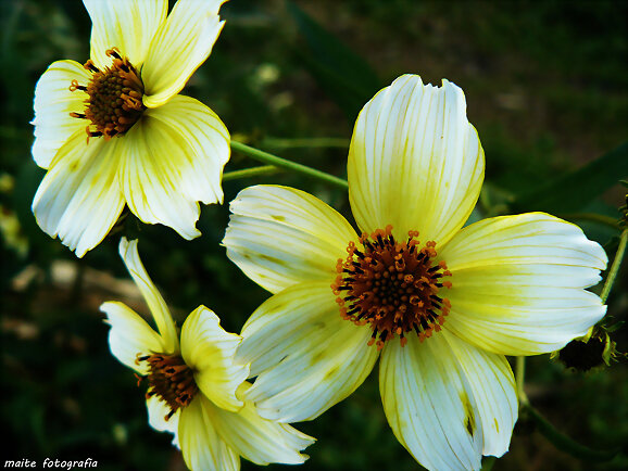 Flores para la semana...