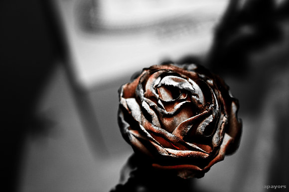 Rosa de trapo y polvo