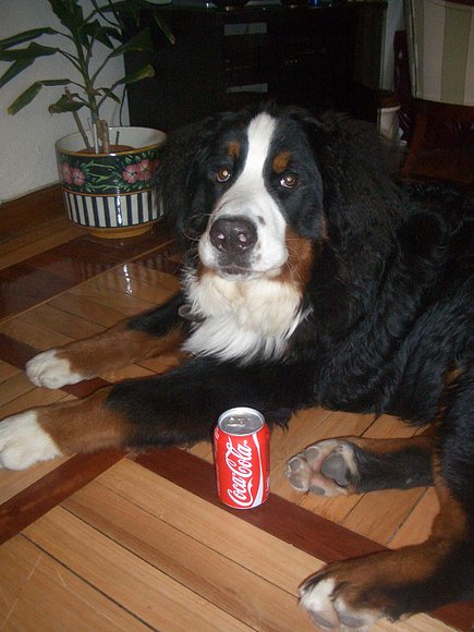 Baloo comparado con una Coke 2