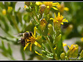 Flores y abejas: historia de un acoplamiento
