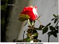 Una  rosa  de  Enero