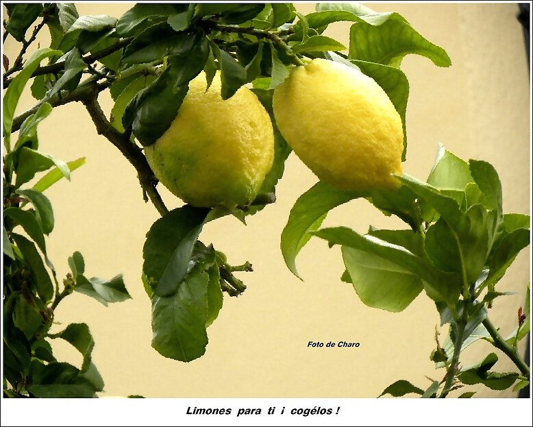 Limones  para  ti