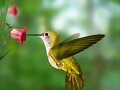 el colibri y la flor