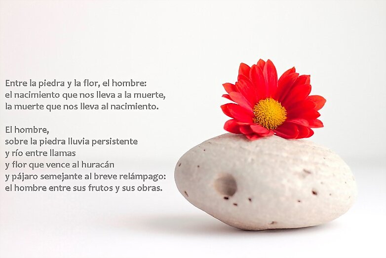 piedra y flor