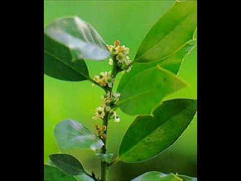 Flores de Bach - Acebo - Holly