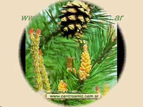 Pine - Flores de Bach