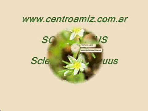 Flores de Bach - Scleranthus