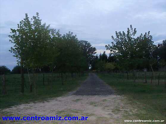 Camino de Arboles