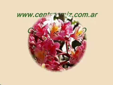 Casta&ntilde;o Rojo - Flores de Bach