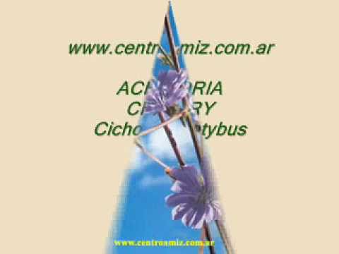 Flores de Bach - Achicoria - Chicory