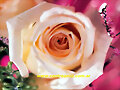 Una Rosa Hermosa para Charo!!!