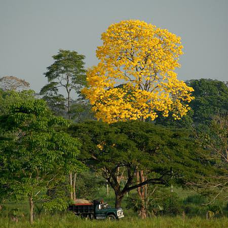 El araguaney