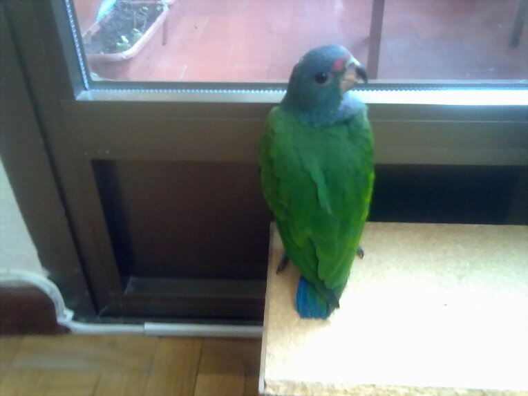 loro pionus menstruus