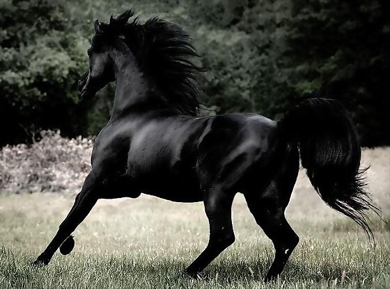 GARAÑON NEGRO AZABACHE