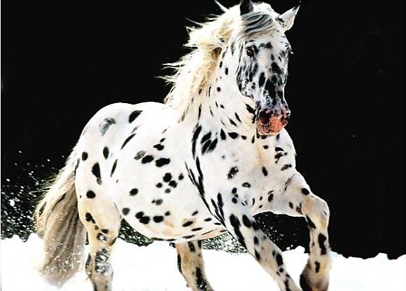 CABALLO PINTO