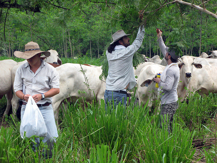 CORTE SEMILLA PASTO ESTRELLA AFRICANA
