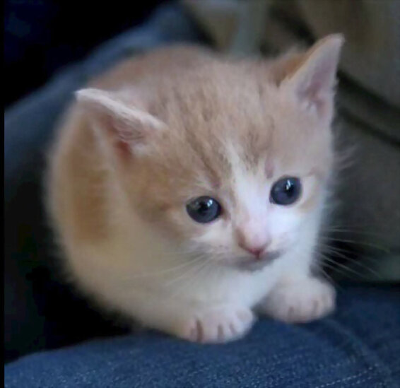 Lindo gatito